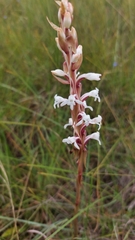 Satyrium longicauda