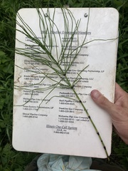 Equisetum