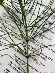 Equisetum