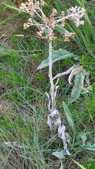 Helichrysum pallidum