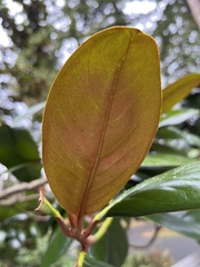 Magnoliaceae
