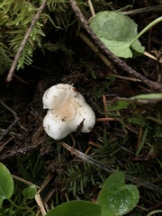 Inocybe pudica