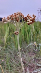 Helichrysum pallidum