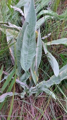 Helichrysum pallidum