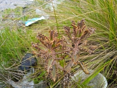 Kalanchoe × houghtonii