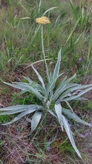 Helichrysum pallidum