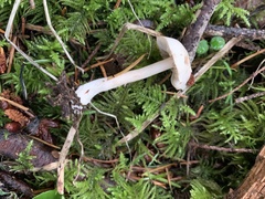 Inocybe pudica