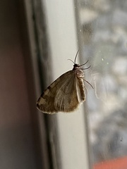 Hydriomena nubilofasciata