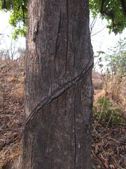Madhuca longifolia latifolia