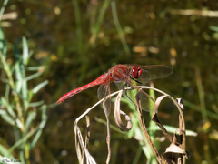 Sympetrum madidum