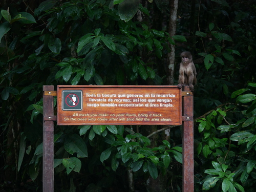 Marañón White-fronted Capuchin