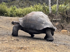 Chelonoidis niger
