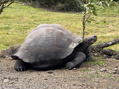 Chelonoidis niger