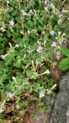 Limoselleae