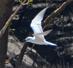 Gelochelidon nilotica