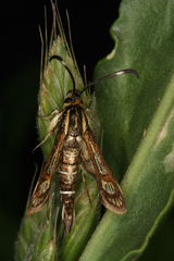 Pyropteron maroccana