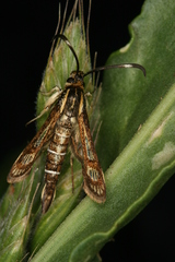Pyropteron maroccana