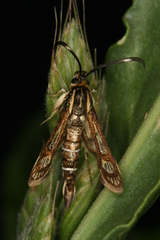 Pyropteron maroccana