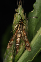 Pyropteron maroccana