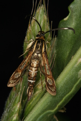 Pyropteron maroccana