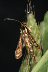 Pyropteron maroccana