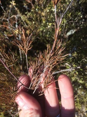 Dracophyllum subulatum