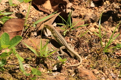 Cnemidophorus lemniscatus