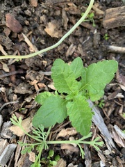 Scutellaria tuberosa