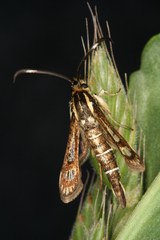 Pyropteron maroccana