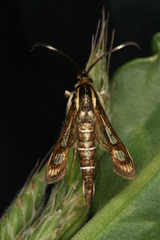 Pyropteron maroccana