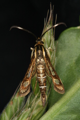 Pyropteron maroccana