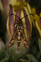 Pyropteron maroccana