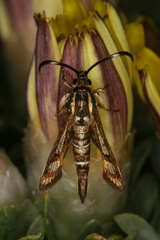 Pyropteron maroccana