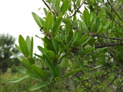 Forestiera phillyreoides