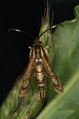 Pyropteron maroccana