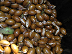 Madhuca longifolia latifolia