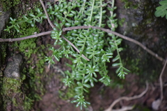 Sedum greggii