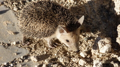 Hemiechinus auritus