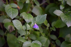 Solanum demissum