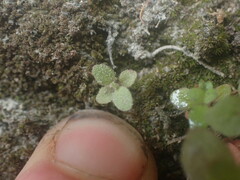 Epilobium rotundifolium