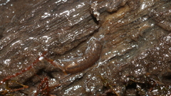 Caecidotea nodula