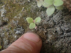Epilobium rotundifolium