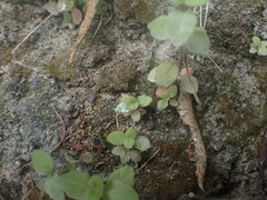 Epilobium rotundifolium