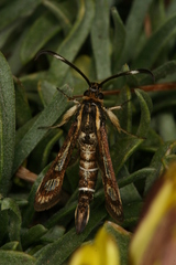 Pyropteron maroccana