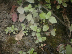 Epilobium rotundifolium