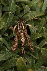 Pyropteron maroccana