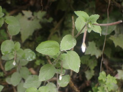 Epilobium rotundifolium