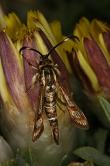 Pyropteron maroccana