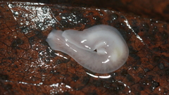 Dendrocoelidae