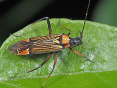 Miris striatus